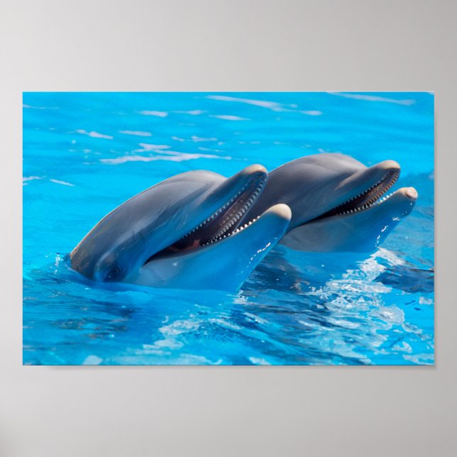 Poster Dauphins souriants (Devant)