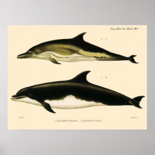 Poster Dauphins vintage, animaux marins et mammifères