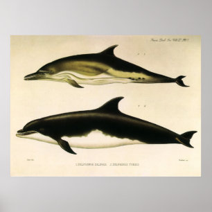 Poster Dauphins vintage, mammifères marins Animaux 