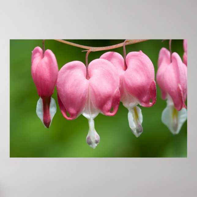 Poster daurade (Devant)