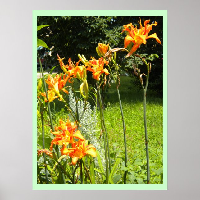 Poster DayLillies (Devant)