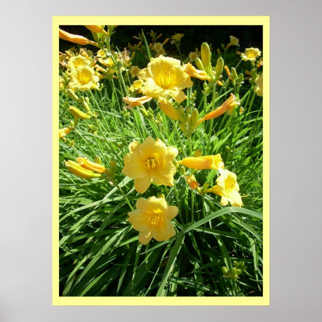 Poster Daylily Splendor (Devant)