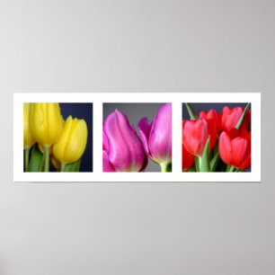Poster de 3 couleurs tulipes