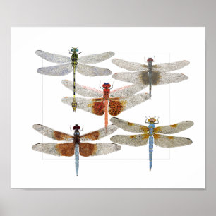 Poster de 5 espèces de libellules