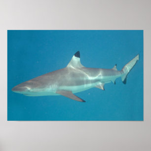 Poster de bain de requin sous l'eau