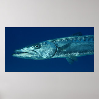 Poster de Barracuda