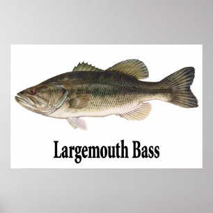 Poster de basse à grande bouche