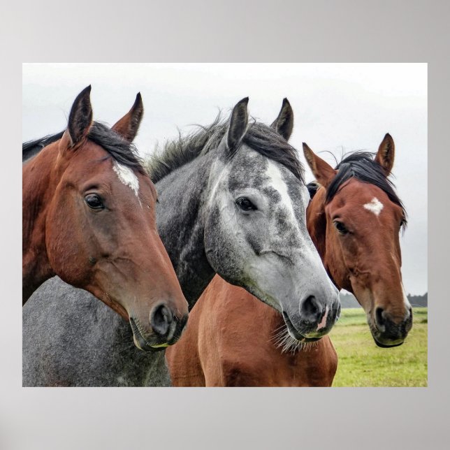 Poster De beaux chevaux (Devant)