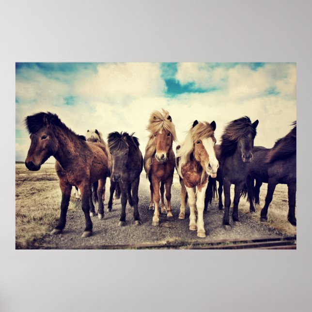 Poster De beaux chevaux sauvages (Devant)