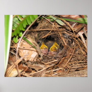 Poster de bébé Carolina Wrens
