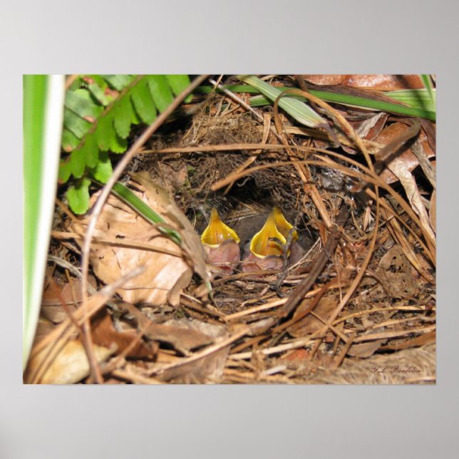 Poster de bébé Carolina Wrens (Devant)