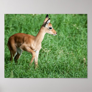 Poster de bébé Impala