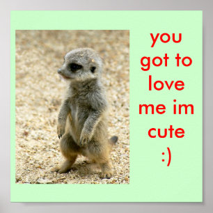 poster de bébé meerkat