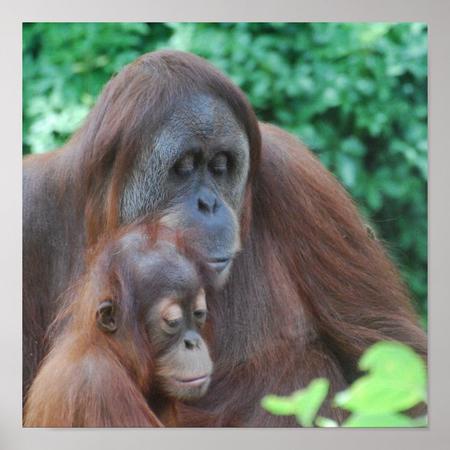 Poster de bébé Orangoutan avec mère (Devant)