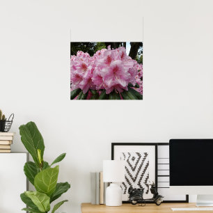 Poster De belles fleurs de Rhododendron rose