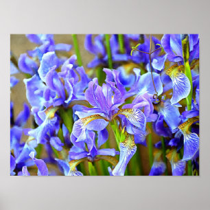 Poster De belles Irises violettes en mai