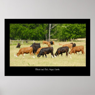 Poster de bétail Angus Imprimer
