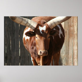 Poster de bétail Ankole-Watusi