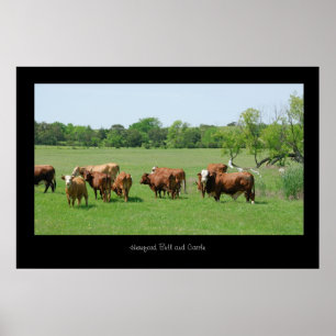 Poster de bétail Hereford Imprimer