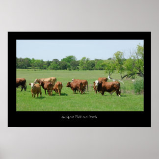 Poster de bétail Hereford Imprimer