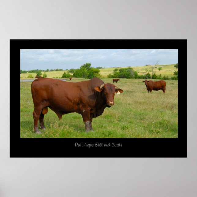 Poster de bétail Red Angus Print (Devant)