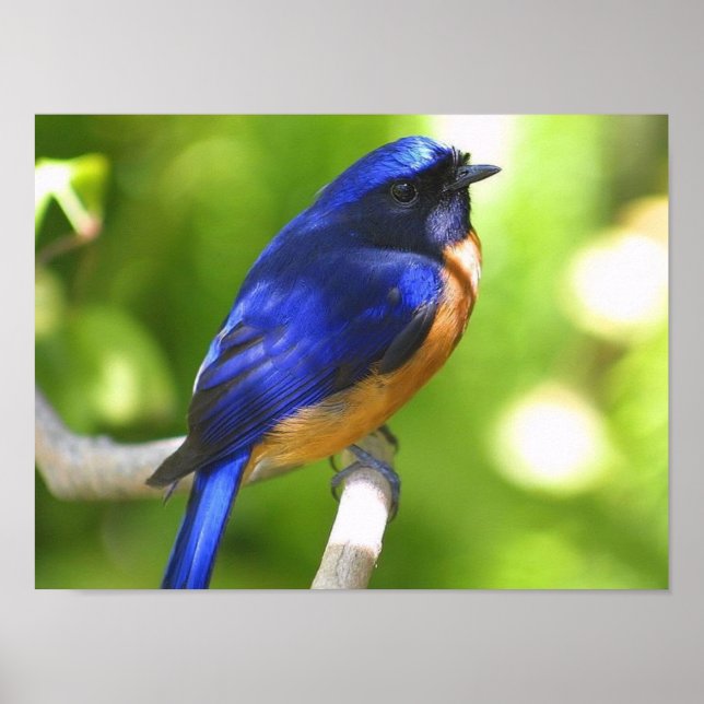 Poster de Bluebird (Devant)