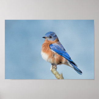 Poster de Bluebird of Happiness