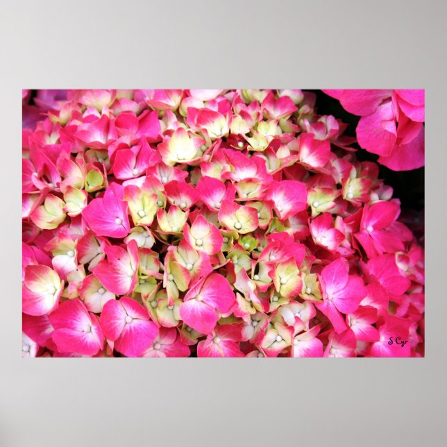Poster de Bouquet Rose Hydrangea, S Cyr (Devant)