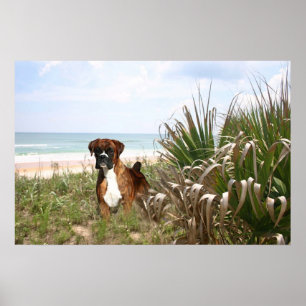 Poster De Boxer Se Cache Dans La Beachgrass