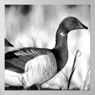 Poster de Brant Goose