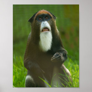 Poster De Brazza monkey
