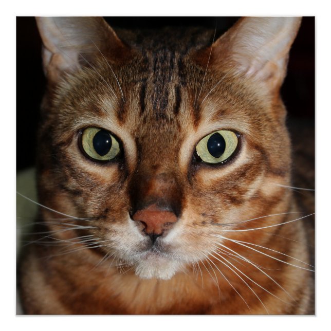 Poster de brillance de chat Bengale, Mur photo (Devant)