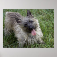 Poster de Brindle Cairn Terrier
