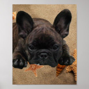 Poster de bulldog français