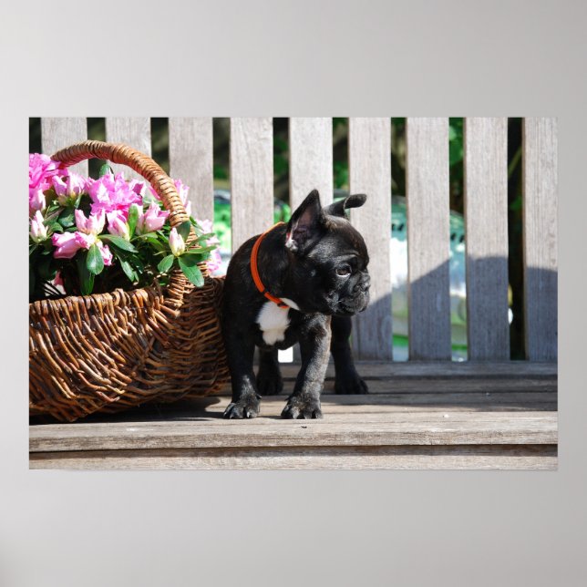 Poster de bulldog français (Devant)