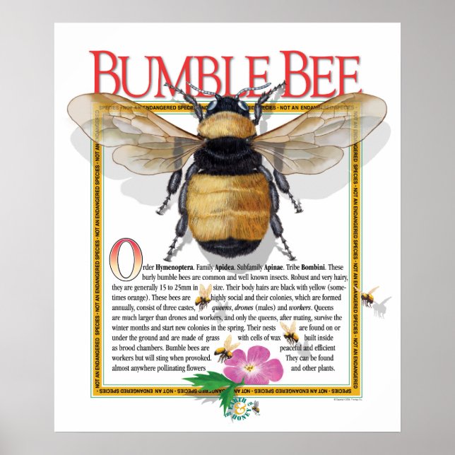 Poster de Bumble Bee (Devant)