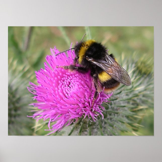 Poster de Bumblebee (Devant)