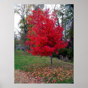 Poster de Bush brûlant