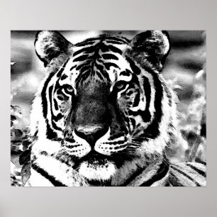 Poster de BW Tiger Imprimer Pop Art Style Tigers P