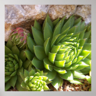 Poster de Cactus