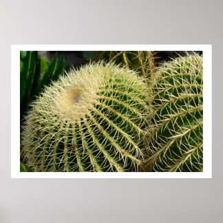 Poster de Cactus
