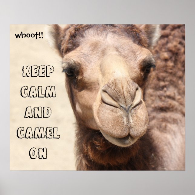 Poster de Camel amusant Gardez le calme et le cham (Devant)