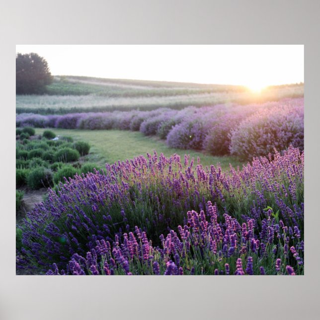 Poster de campagne des fleurs de lavande (Devant)