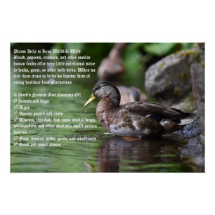 Poster de canard