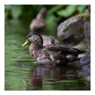 Poster de canard