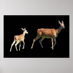 Poster de cerfs