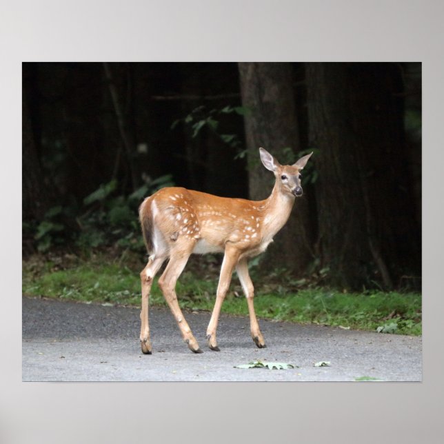 Poster de cerfs (Devant)