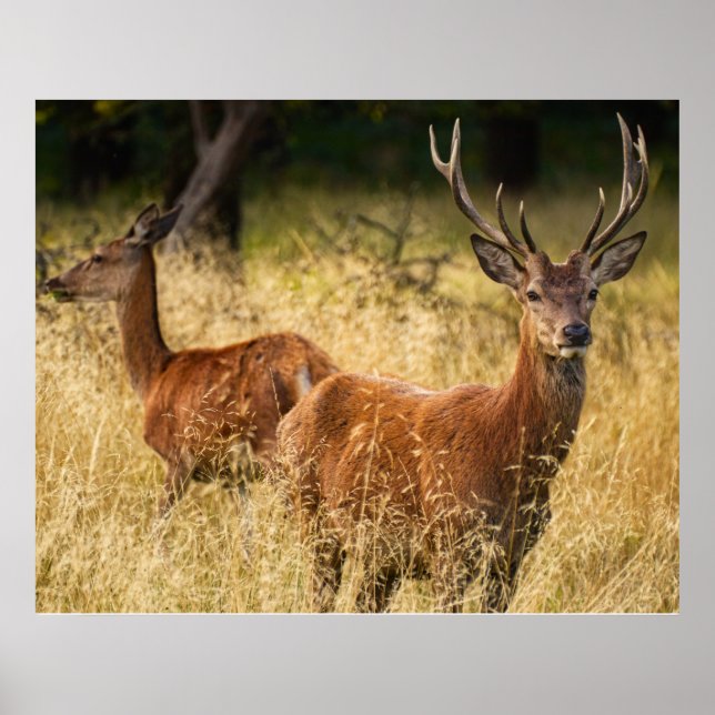 Poster de cerfs (Devant)