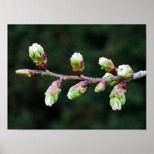 Poster de cerisiers arborescents