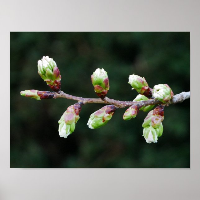 Poster de cerisiers arborescents (Devant)